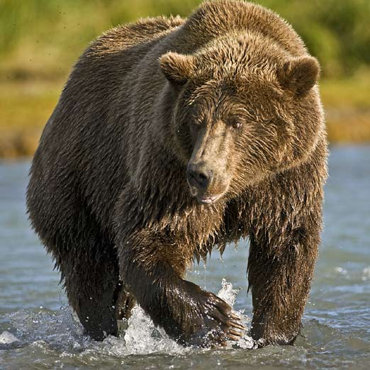 bear fishing