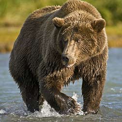 bear fishing