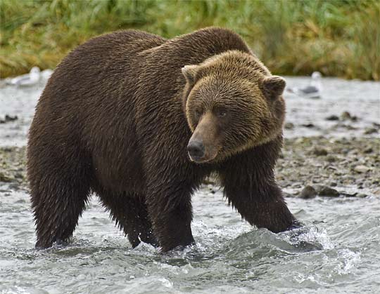 bear in stream