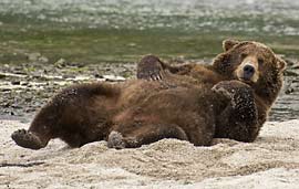 bear lounging