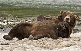 bear lounging