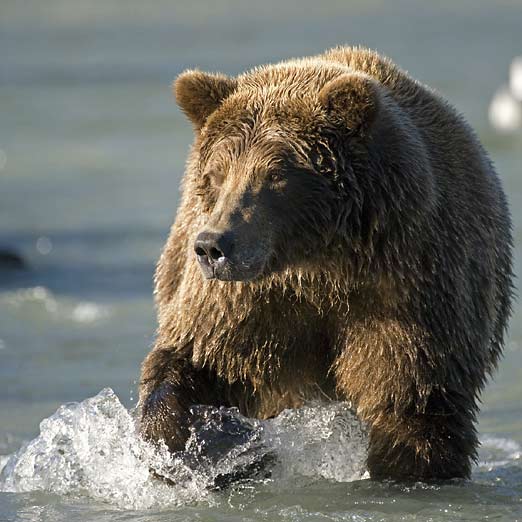 bear in stream walking