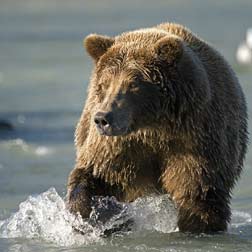 bear walking