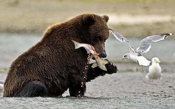 bear salmon