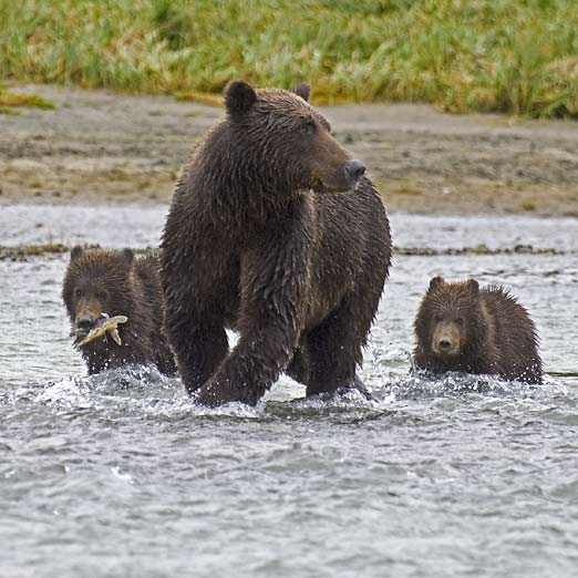 brown bear mom and cubs