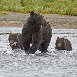 bear and cubs