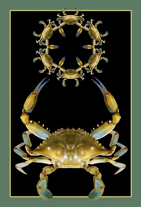 Crab