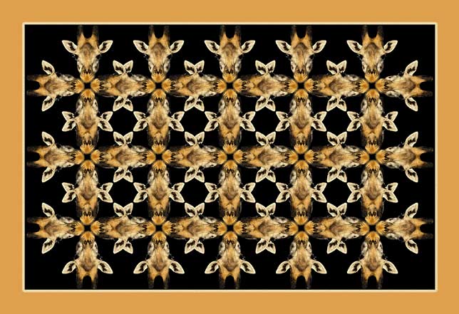 Giraffe faces and ears