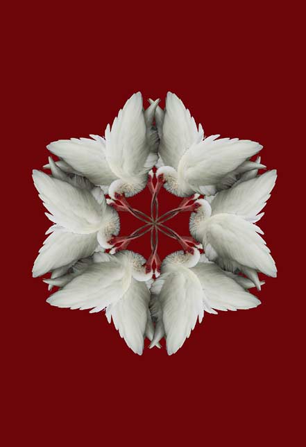 Ibis Star