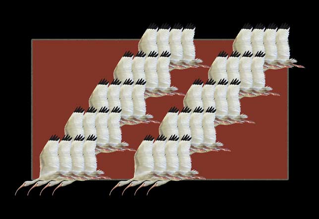 Ibis Wave