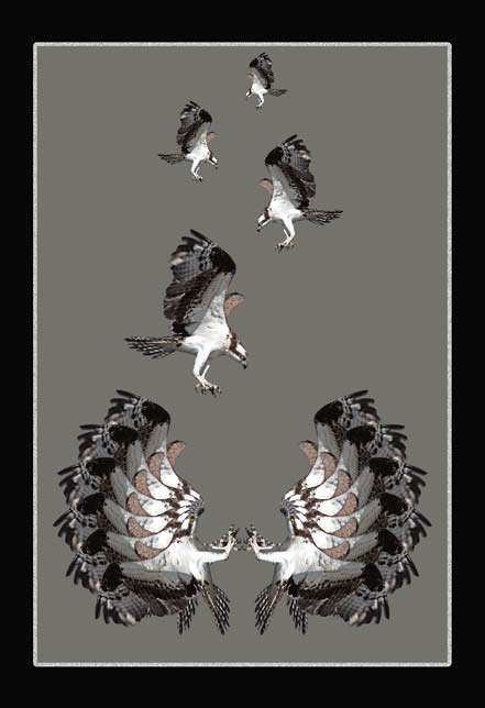 Osprey Flight