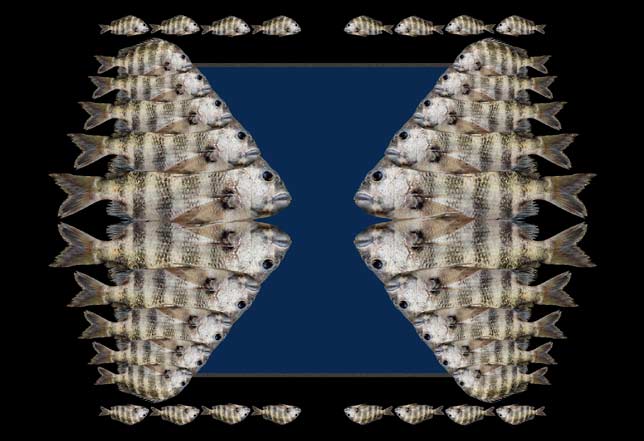 Sheepshead merge