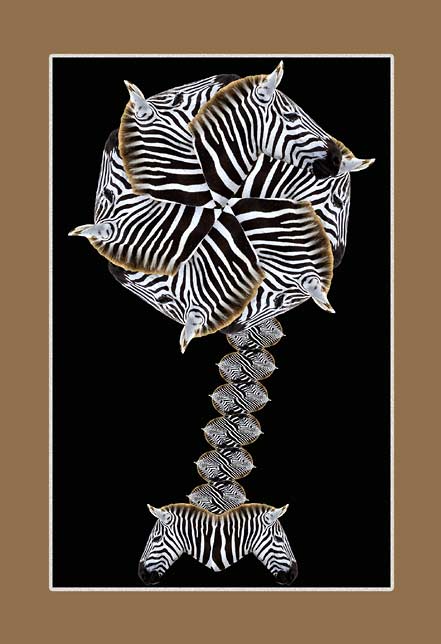 Zebra Whirlagig