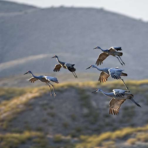 cranes