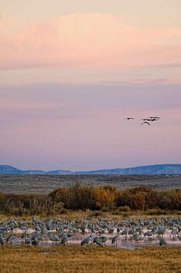 cranes