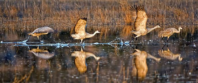 bosque sandhill cranes