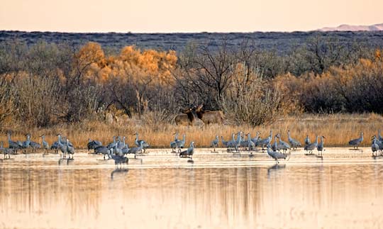 elk and crane
