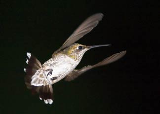 hummingbird flying