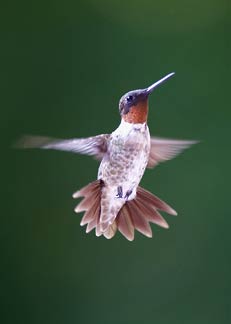 hummingbird flying