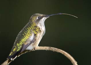 Hummingbird