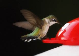 hummer at feeder