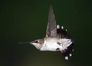 Hummingbird fighter pilot