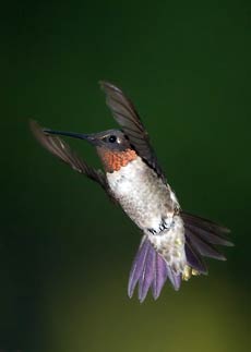 Hummingbird flying