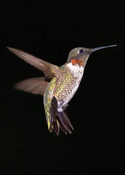 Hummer flying