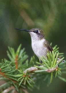 hummingbird in tree