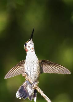 Hummer on alert