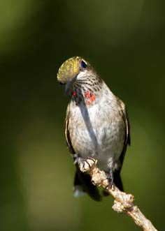 hummingbird with tilted head