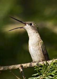hummingbird yawning