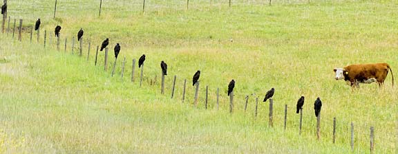 vultures and cow