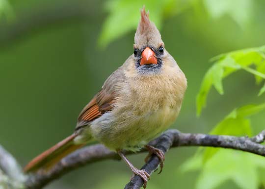 female cardinal;