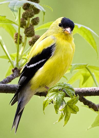 goldfinch