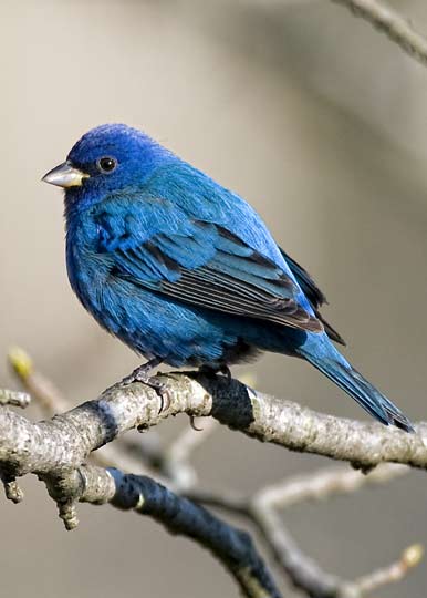 indigo bunting