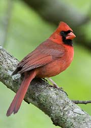 male cardinal