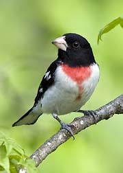 rose breasted grosbeak