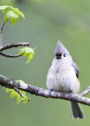 tufted titmouse