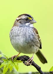 white throated sparrow