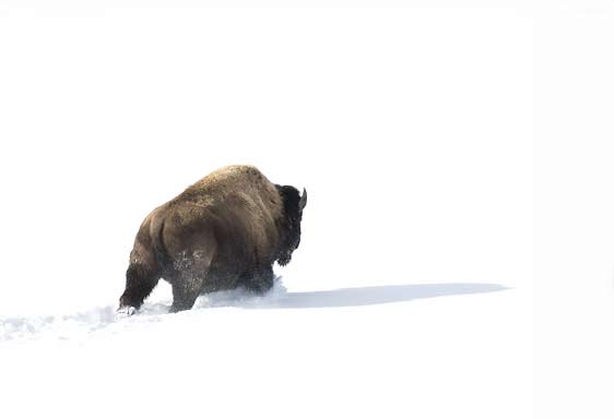 Bison in snow