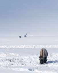 bison walking out