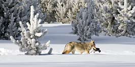 coyote