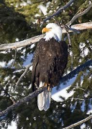 eagle