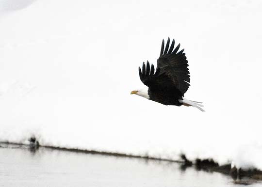 eagle