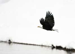 eagle